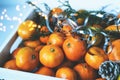 Tangerine box decorated with cypress sprigs and Christmas tree garlands. New Year concept. Close up Royalty Free Stock Photo