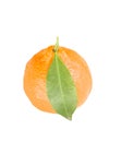Tangerine citrus