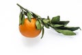 Tangerine is citrus fruit, mandarin on green branch with leaves, Royalty Free Stock Photo