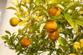 Tangerine clementine branch with green leaves on tree citrus mandarin fruits Royalty Free Stock Photo