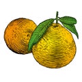 Tangerine Royalty Free Stock Photo