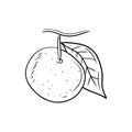 Tangerine fruit on branch with leaf in black isolated on white background. Hand drawn vector sketch illustration in doodle simple Royalty Free Stock Photo