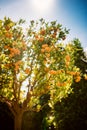 Tangerine fruit tree