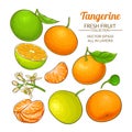 Tangerine fruit vector set Royalty Free Stock Photo