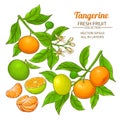 Tangerine fruit vector set Royalty Free Stock Photo