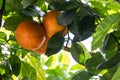 Tangerine fruits on the tree, mandarins harvest