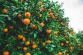 Tangerine garden with green leaves and ripe fruits covered by raindrops