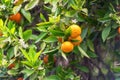 Tangerine garden in sunlight with ripe orange fruits on the sunny trees, blossoming white flowers and fresh green leaves Royalty Free Stock Photo