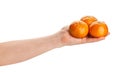 tangerine group in hand Royalty Free Stock Photo