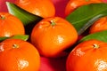 Tangerine group on red background Royalty Free Stock Photo