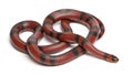 Tangerine Honduran milk snake, Lampropeltis