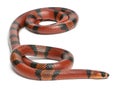 Tangerine Honduran milk snake, Lampropeltis Royalty Free Stock Photo