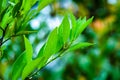 Tangerine leaf in summer