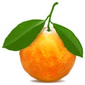 Tangerine with leaves on white background