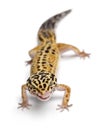 Tangerine Leopard gecko, Eublepharis macularius