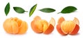 Tangerine,mandarin,clementine,leaves set