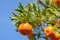 Tangerine or mandarin on leafy branch