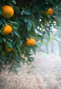 Tangerine or mandarin orange fruits on a branch in citrus orchard