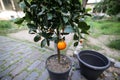 Tangerine mandarin orange tree with fruits growing in a big plastic flower pot Royalty Free Stock Photo