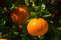 Tangerine or mandarin on a tree branch