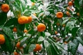 Tangerine. Mandarin tree with ripe fruits. Orange fruit tree. Branch with fresh ripe citrus and leaves Royalty Free Stock Photo