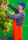 Tangerine orange farmer collecting man Royalty Free Stock Photo