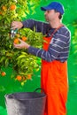 Tangerine orange farmer collecting man Royalty Free Stock Photo