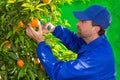 Tangerine orange farmer collecting man Royalty Free Stock Photo