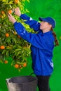 Tangerine orange farmer collecting woman Royalty Free Stock Photo