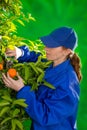 Tangerine orange farmer collecting woman Royalty Free Stock Photo