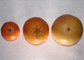 Tangerine, orange, grapefruit, juicy citrus from the south