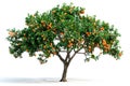 Tangerine or orange tree isolated on white background. The citrus fruits hang heavy on the branches, ready for picking Royalty Free Stock Photo