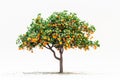 Tangerine or orange tree isolated on white background. The citrus fruits hang heavy on the branches, ready for picking Royalty Free Stock Photo