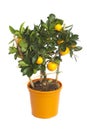 Tangerine tree Royalty Free Stock Photo