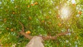 Fruits on the tree. Harvest concept. Harvesting background. Fruits hanging on the tree. Green leaves and tangerines Royalty Free Stock Photo