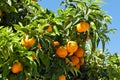 Tangerine tree with beautiful orange fruits on the southern Mediterranean coast Royalty Free Stock Photo