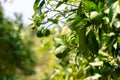 Tangerine tree. Branch with fresh green oranges. Citrus garden in Sicily