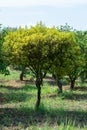 Tangerine tree. Branch with fresh green oranges. Citrus garden in Sicily, Italy Royalty Free Stock Photo