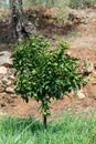 Tangerine tree. Branch with fresh green oranges. Citrus garden in Sicily, Italy