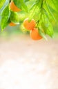 Tangerine tree branch with fruits in a garden. Closeup, vertical shot with copy space