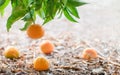 Tangerine tree branch and fruits lying on the ground