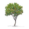 Tangerine tree Citrus reticulata L. with mature fruits, Chinese New Year