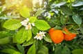 Tangerine tree. Flowering citrus tree with flowers, green leafs with drops of raine and ripe mandarins.