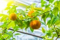 Tangerine tree fruit of madarin in a greenhouse Royalty Free Stock Photo