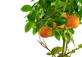 Tangerine tree and fruit on a white background. Royalty Free Stock Photo