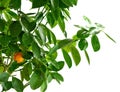 Tangerine tree and fruit on a white background. Royalty Free Stock Photo