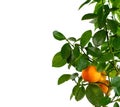 Tangerine tree and fruit on a white background. Royalty Free Stock Photo