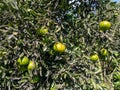 Tangerine tree, fruits starting to ripen, green tangerines