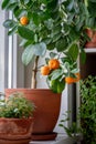 Tangerine tree with fruits in terracotta pot on windowsill at home. Calamondin citrus plant.