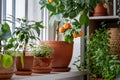 Tangerine tree with fruits in terracotta pot on windowsill at home. Calamondin citrus plant. Royalty Free Stock Photo